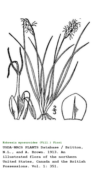 Kobresia myosuroides (Vill.) Fiori